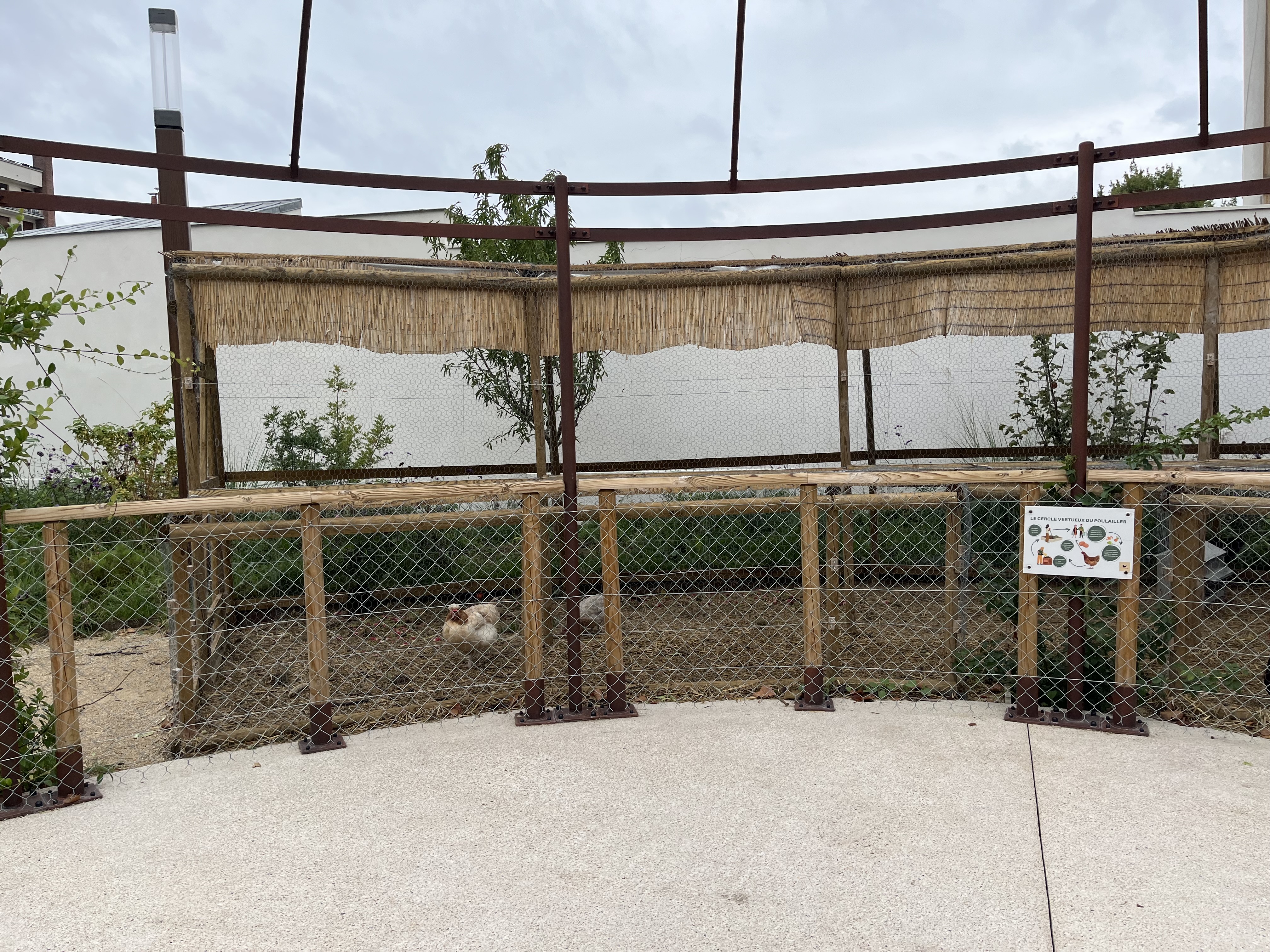 La basse-cour du Clos d’Ambert