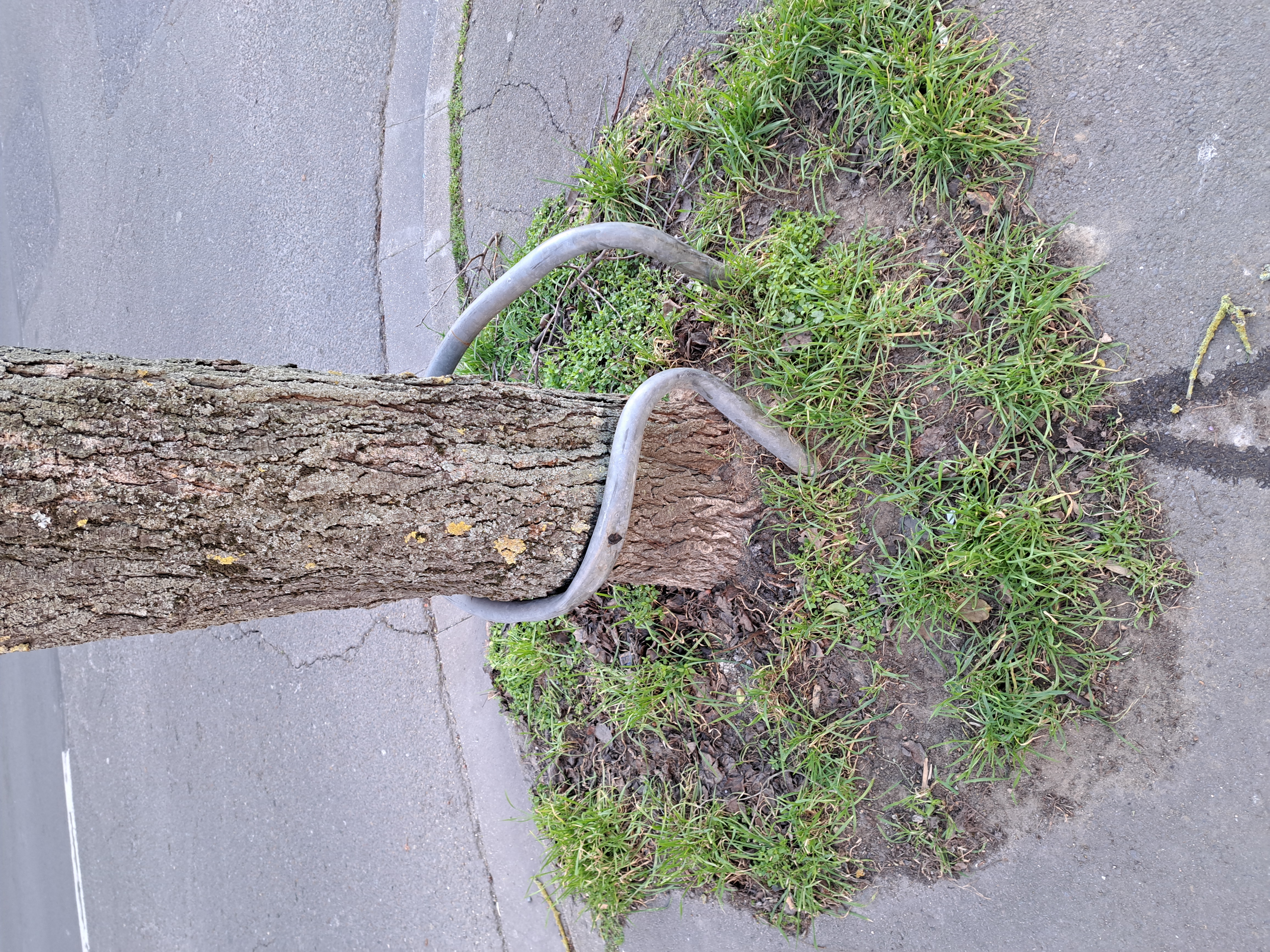 Embellissement des pieds d arbres avenue Médéric - permis de végétaliser