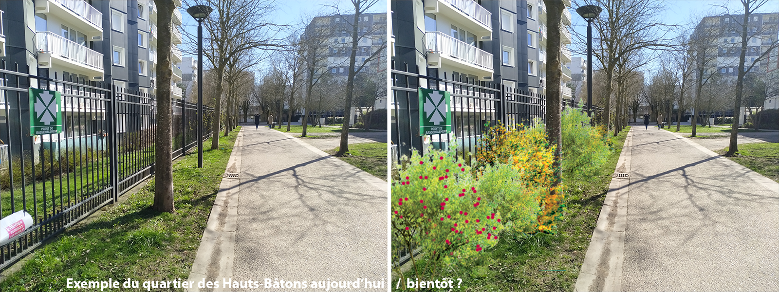 Planter des petits fruits dans les rues