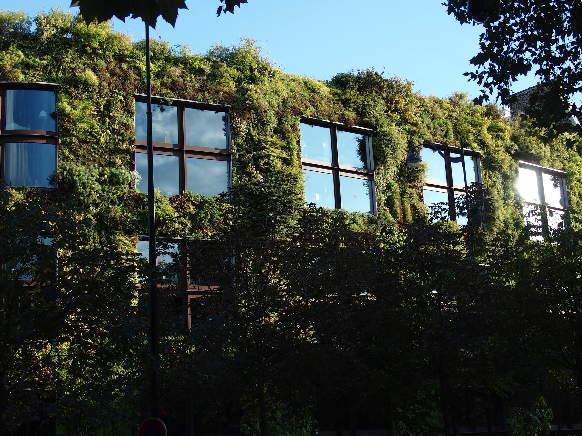 Végétaliser les façades des écoles