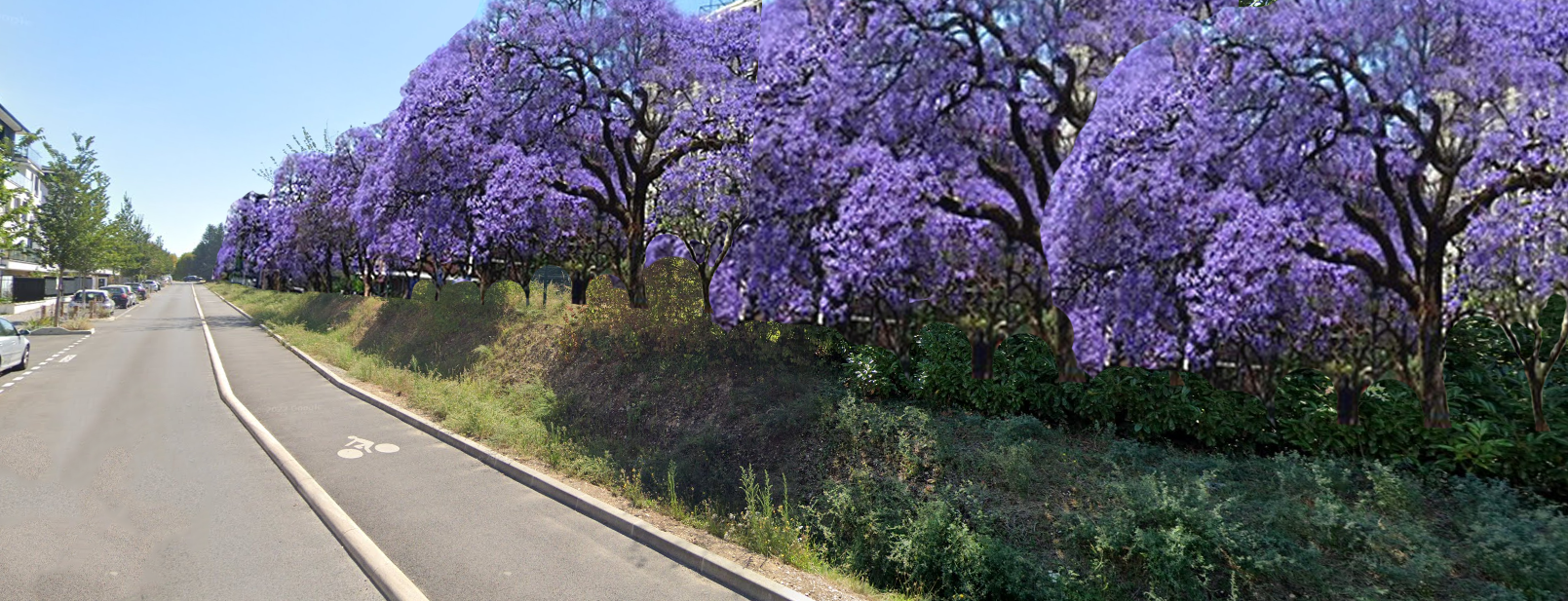 Première rue de Noisy en Paulownia (20 arbres)