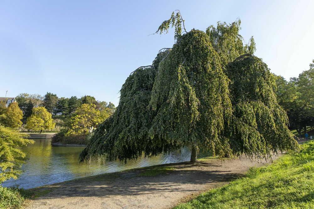 Donnez votre avis sur la place de l'arbre à Noisy-le-Grand